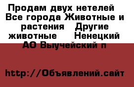 Продам двух нетелей - Все города Животные и растения » Другие животные   . Ненецкий АО,Выучейский п.